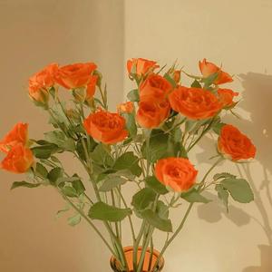 拍击 青少年 业余 打板子
